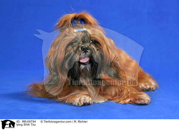 liegender Shih Tzu / lying Shih Tzu / RR-09794