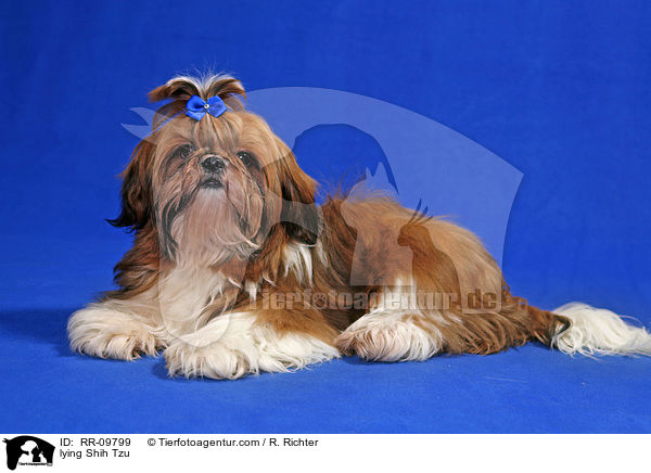 liegender Shih Tzu / lying Shih Tzu / RR-09799