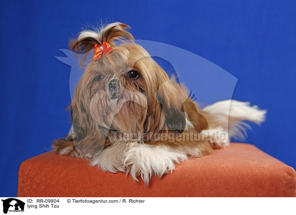 liegender Shih Tzu / lying Shih Tzu / RR-09804