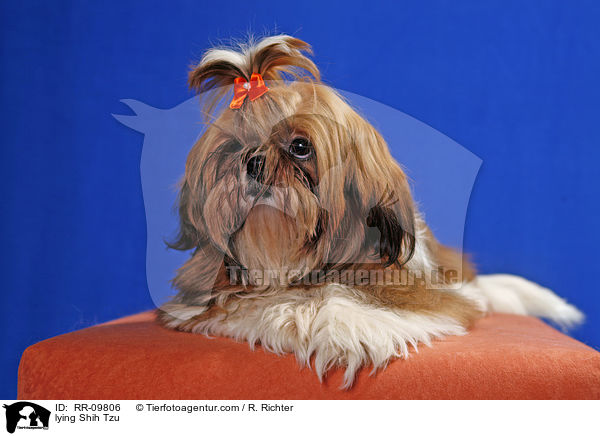 liegender Shih Tzu / lying Shih Tzu / RR-09806