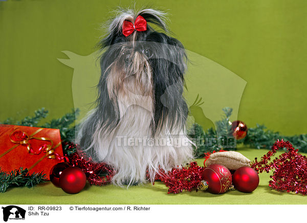 Shih Tzu / Shih Tzu / RR-09823