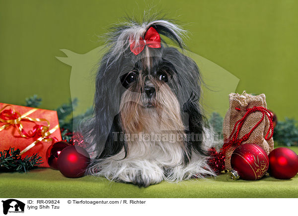 liegender Shih Tzu / lying Shih Tzu / RR-09824