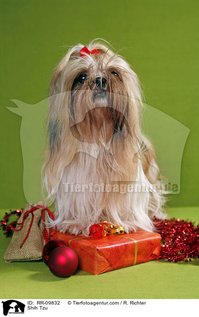 Shih Tzu / Shih Tzu / RR-09832