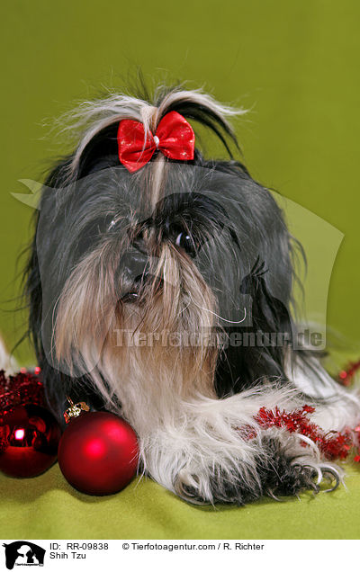 Shih Tzu / Shih Tzu / RR-09838