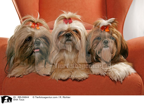 Shih Tzus / Shih Tzus / RR-09844