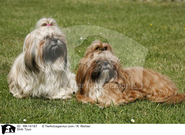 Shih Tzus / Shih Tzus / RR-14187