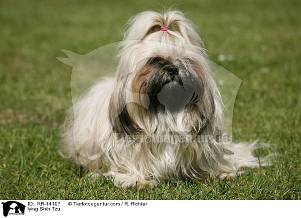 liegender Shih Tzu / lying Shih Tzu / RR-14197