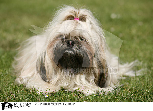 liegender Shih Tzu / lying Shih Tzu / RR-14200