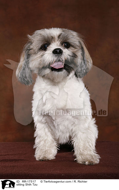 sitzender Shih Tzu / sitting Shih Tzu / RR-17517