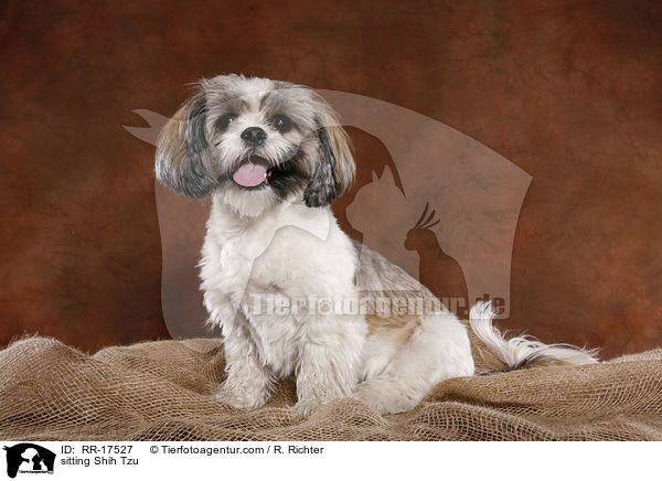 sitzender Shih Tzu / sitting Shih Tzu / RR-17527