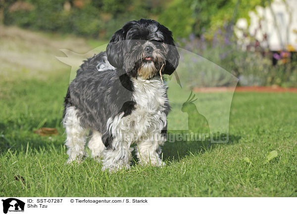 Shih Tzu / Shih Tzu / SST-07287