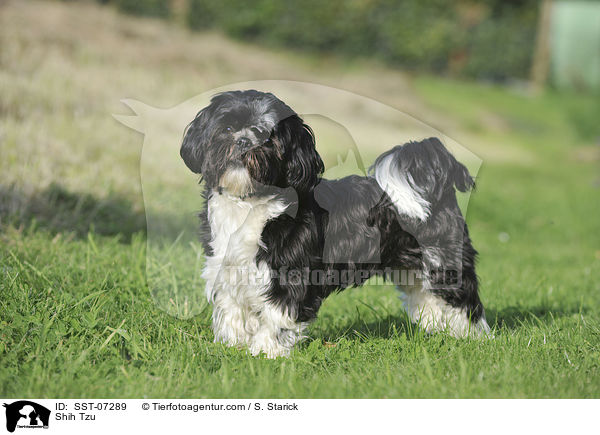 Shih Tzu / Shih Tzu / SST-07289