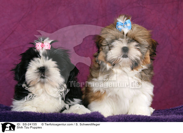 Shih Tzu Welpen / Shih Tzu Puppies / SS-24155