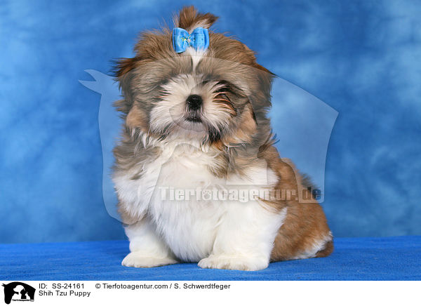 Shih Tzu Welpe / Shih Tzu Puppy / SS-24161