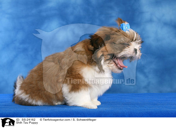 Shih Tzu Welpe / Shih Tzu Puppy / SS-24162