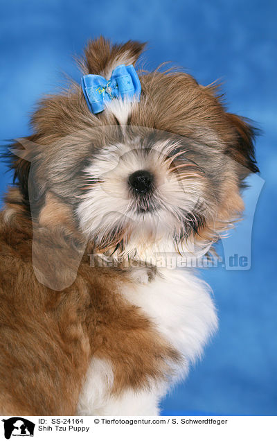 Shih Tzu Welpe / Shih Tzu Puppy / SS-24164