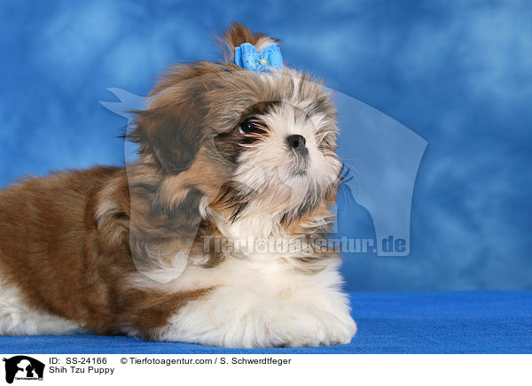 Shih Tzu Welpe / Shih Tzu Puppy / SS-24166