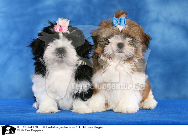 Shih Tzu Welpen / Shih Tzu Puppies / SS-24170