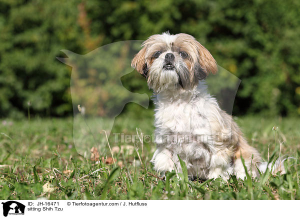 sitzender Shih Tzu / sitting Shih Tzu / JH-16471