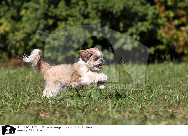 rennender Shih Tzu / running Shih Tzu / JH-16483