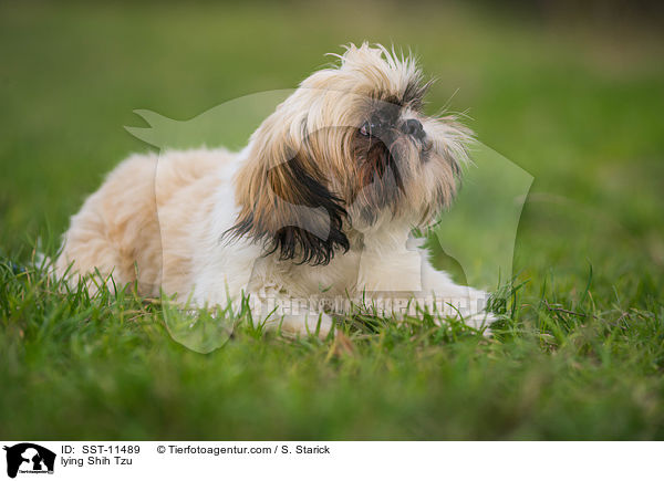 liegender Shih Tzu / lying Shih Tzu / SST-11489