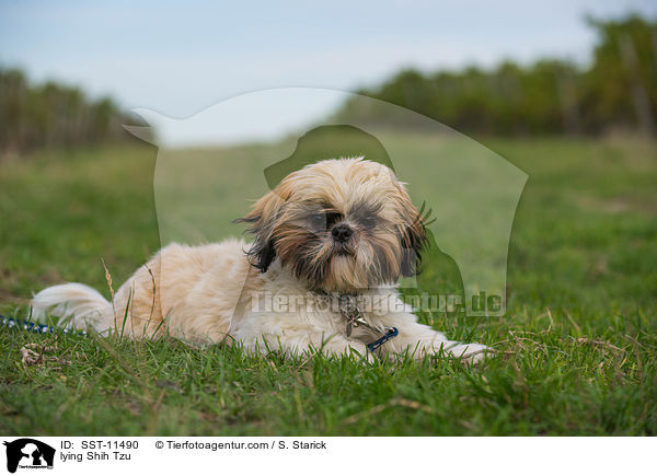 liegender Shih Tzu / lying Shih Tzu / SST-11490