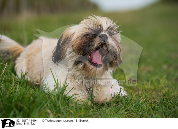 liegender Shih Tzu / lying Shih Tzu / SST-11494