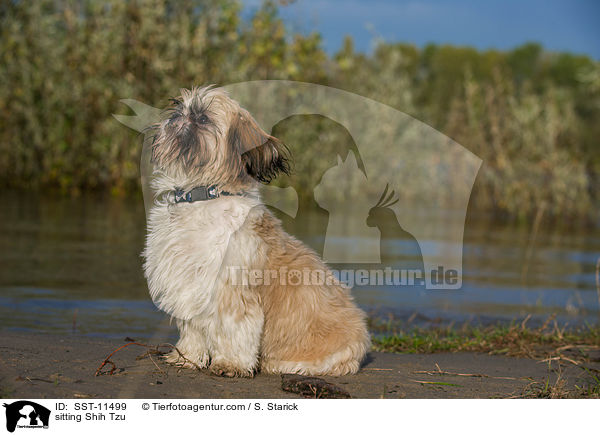 sitzender Shih Tzu / sitting Shih Tzu / SST-11499