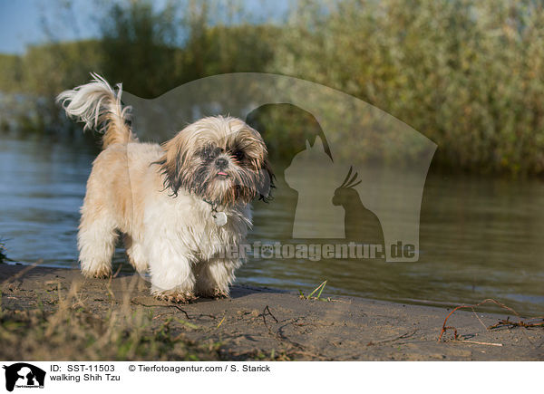 laufender Shih Tzu / walking Shih Tzu / SST-11503