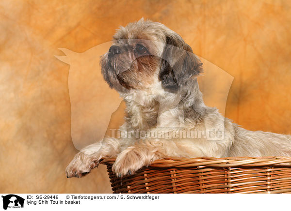 liegender Shih Tzu im Krbchen / lying Shih Tzu in basket / SS-29449