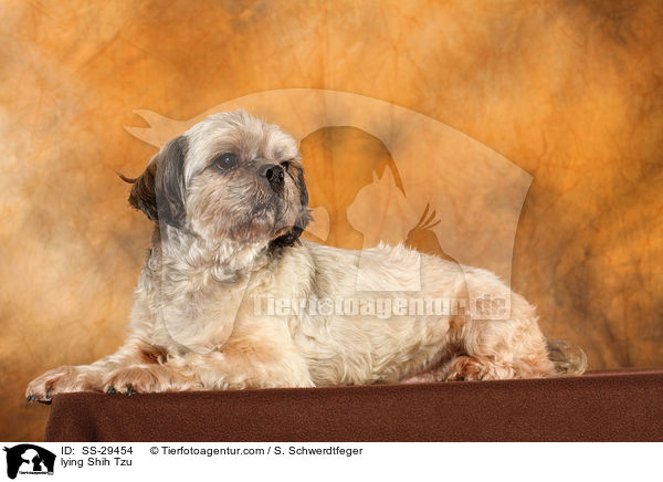 liegender Shih Tzu / lying Shih Tzu / SS-29454