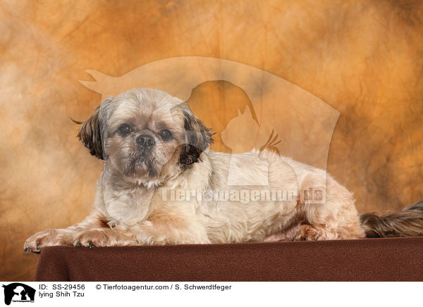 liegender Shih Tzu / lying Shih Tzu / SS-29456