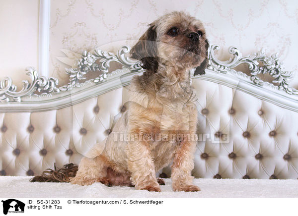 sitzender Shih Tzu / sitting Shih Tzu / SS-31283