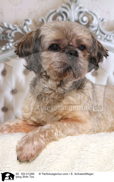 liegender Shih Tzu / lying Shih Tzu / SS-31286