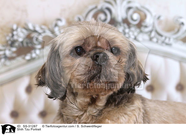 Shih Tzu Portrait / Shih Tzu Portrait / SS-31287