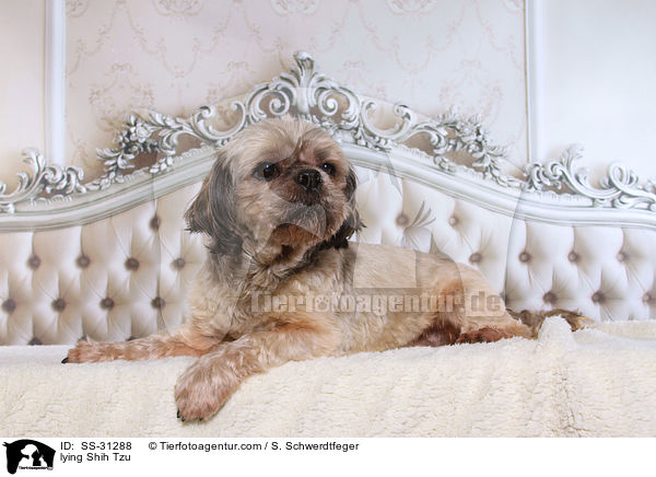 liegender Shih Tzu / lying Shih Tzu / SS-31288