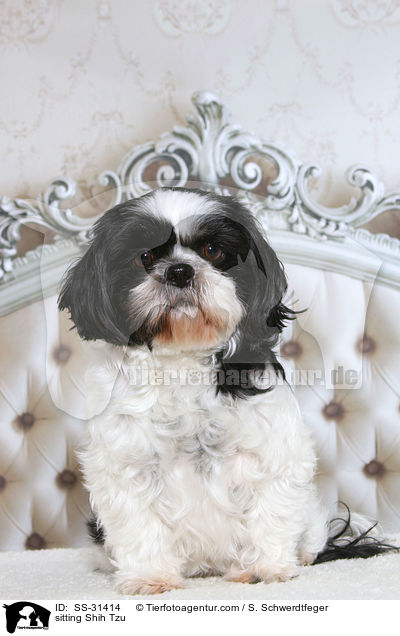 sitzender Shih Tzu / sitting Shih Tzu / SS-31414