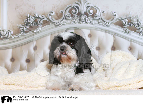 liegender Shih Tzu / lying Shih Tzu / SS-31417