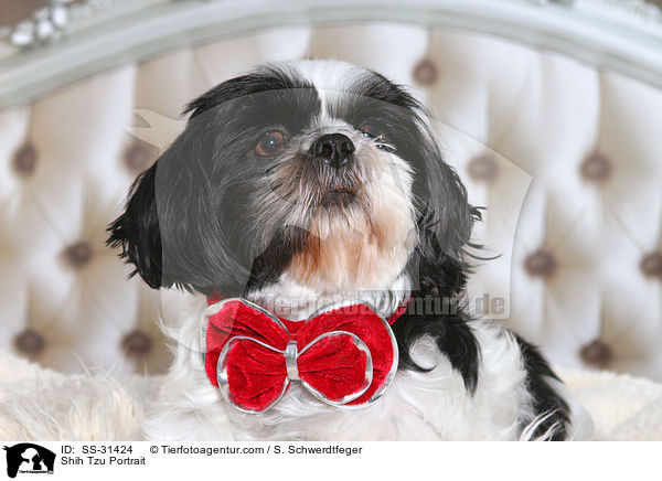 Shih Tzu Portrait / Shih Tzu Portrait / SS-31424