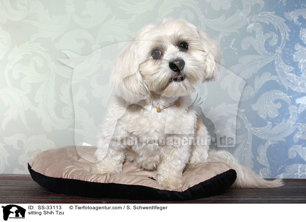 sitzender Shih Tzu / sitting Shih Tzu / SS-33113