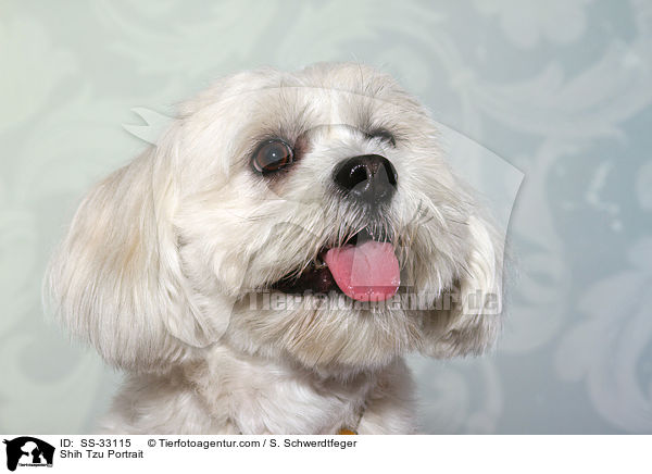 Shih Tzu Portrait / Shih Tzu Portrait / SS-33115