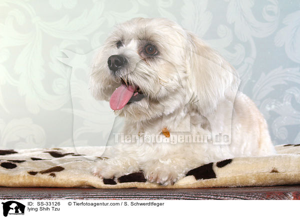 liegender Shih Tzu / lying Shih Tzu / SS-33126