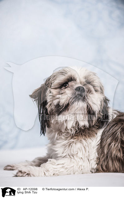 liegender Shih Tzu / lying Shih Tzu / AP-12098