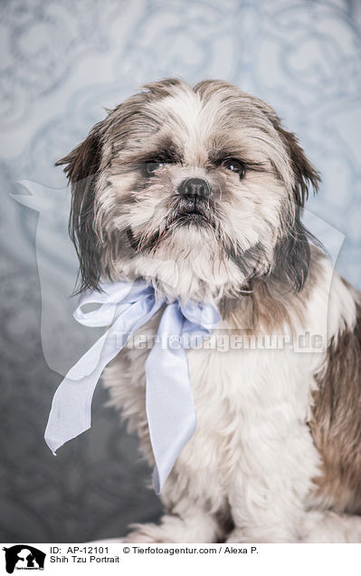 Shih Tzu Portrait / Shih Tzu Portrait / AP-12101