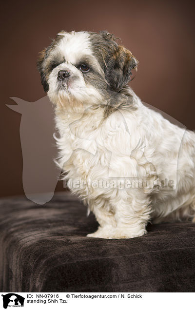 stehender Shih Tzu / standing Shih Tzu / NN-07916