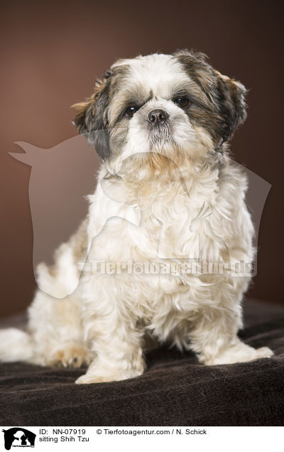 sitzender Shih Tzu / sitting Shih Tzu / NN-07919