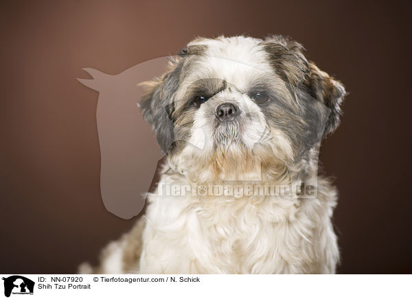 Shih Tzu Portrait / Shih Tzu Portrait / NN-07920