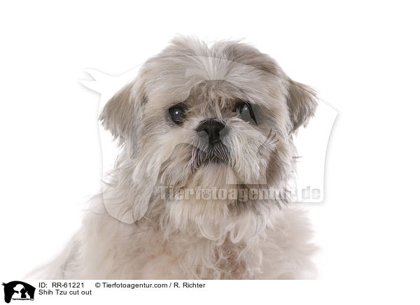 Shih Tzu Freisteller / Shih Tzu cut out / RR-61221