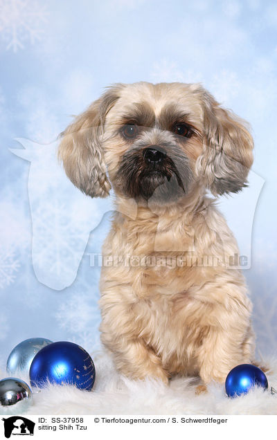 sitzender Shih Tzu / sitting Shih Tzu / SS-37958