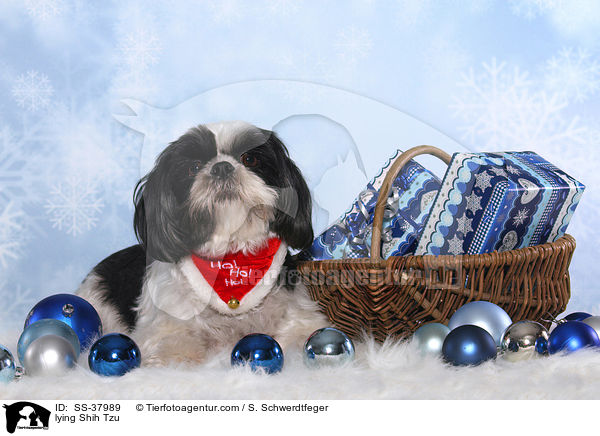 liegender Shih Tzu / lying Shih Tzu / SS-37989